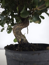 *Q 29. Quercur suber 90 euros con envio gratis peninsula.