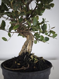 *Q 35. Quercur suber 90 euros con envio gratis peninsula.