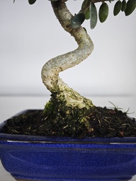 *O 12. Olea Sylvestris 45 euros con envio gratis peninsula.