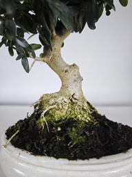 *O 15. Olea Sylvestris 66 euros con envio gratis peninsula.