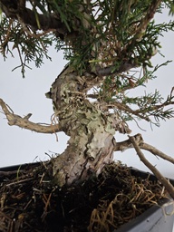 *I 1. Juniperus chinensis itoigawa 440 euros con envio gratis peninsula.