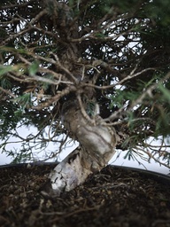 *I 3. Juniperus chinensis itoigawa 295 euros con envio gratis peninsula.