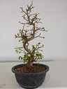 *Ca 1. Carpinus coreana 120 euros con envio gratis peninsula.