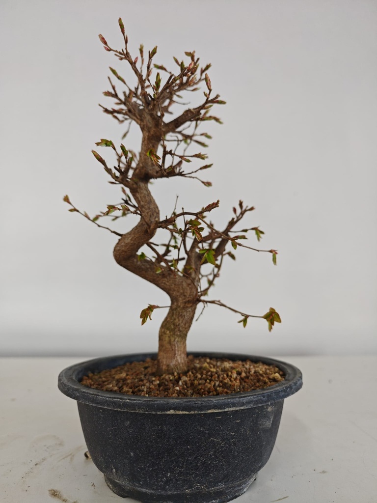 *Ca 4. Carpinus coreana 120 euros con envio gratis peninsula.