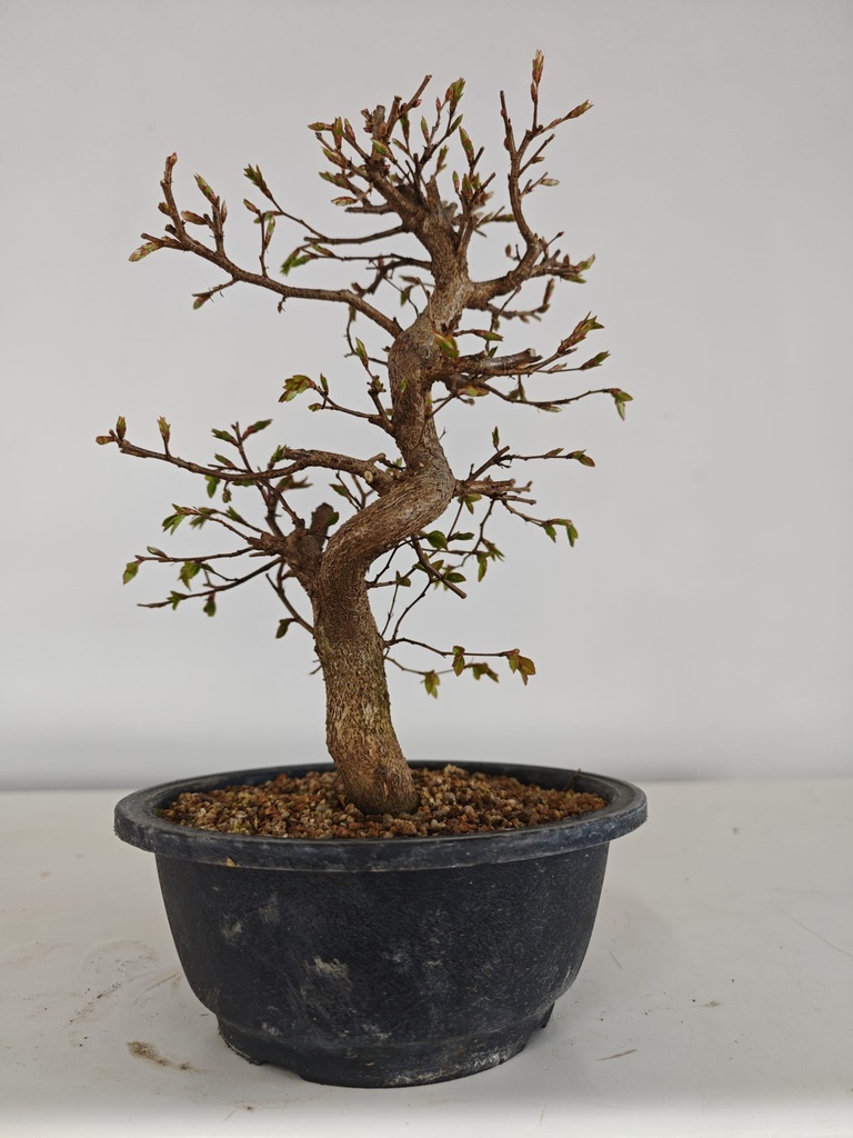 *Ca 4. Carpinus coreana 120 euros con envio gratis peninsula.