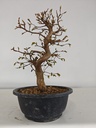 *Ca 4. Carpinus coreana 120 euros con envio gratis peninsula.