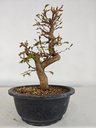 *Ca 4. Carpinus coreana 120 euros con envio gratis peninsula.