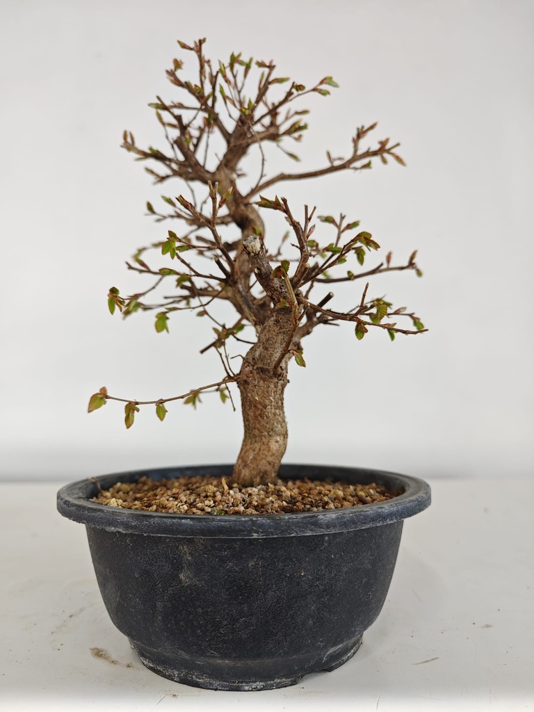 *Ca 4. Carpinus coreana 120 euros con envio gratis peninsula.