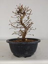*Ca 5. Carpinus coreana 120 euros con envio gratis peninsula.
