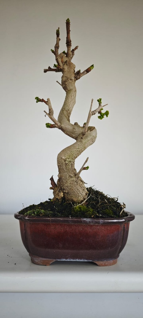 *GI 5. Ginkgo biloba 120 euros con envio gratis peninsula.