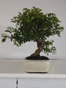 *PY 10. Pyracantha 100 euros con envio gratis peninsula.