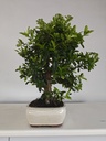 *PY 11. Pyracantha 100 euros con envio gratis peninsula.