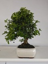 *PY 11. Pyracantha 100 euros con envio gratis peninsula.