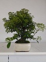 *PY 12. Pyracantha 100 euros con envio gratis peninsula.