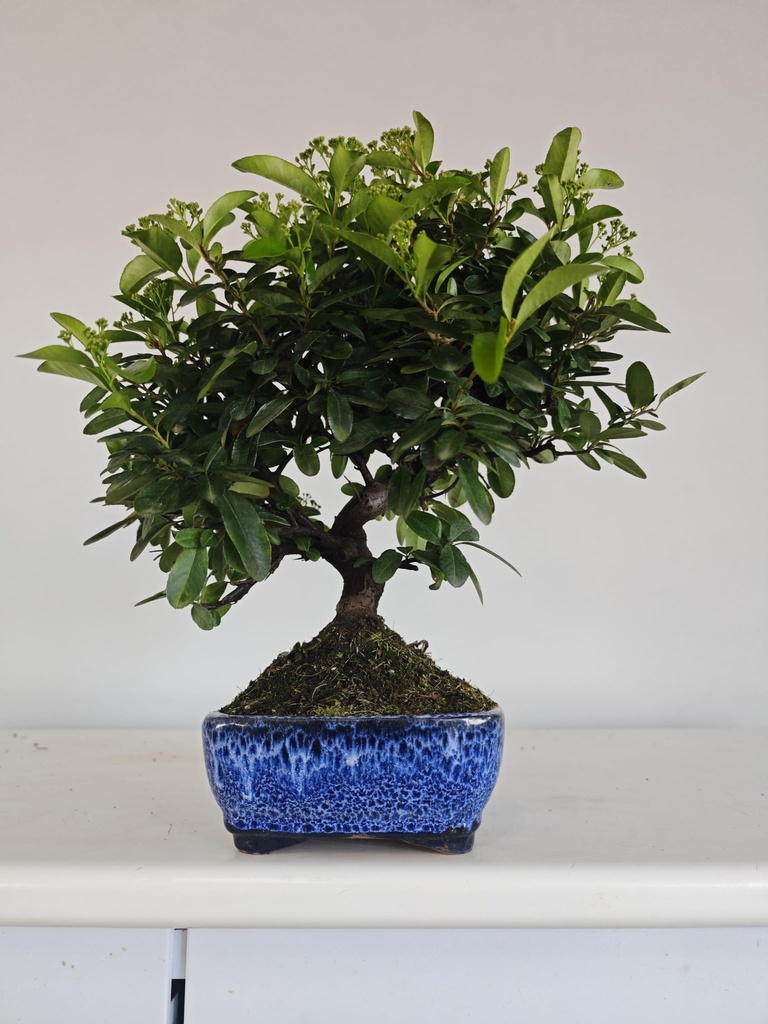 *PY 13. Pyracantha 100 euros con envio gratis peninsula.