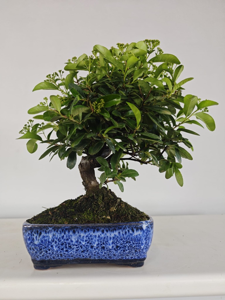 *PY 13. Pyracantha 100 euros con envio gratis peninsula.