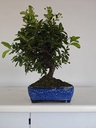 *PY 14. Pyracantha 100 euros con envio gratis peninsula.