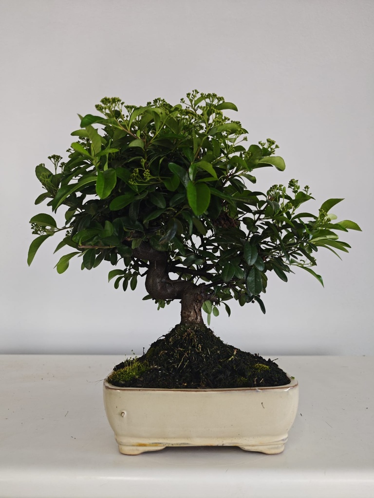 *PY 15. Pyracantha 100 euros con envio gratis peninsula.