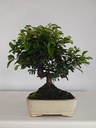 *PY 15. Pyracantha 100 euros con envio gratis peninsula.