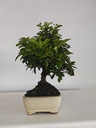 *PY 15. Pyracantha 100 euros con envio gratis peninsula.