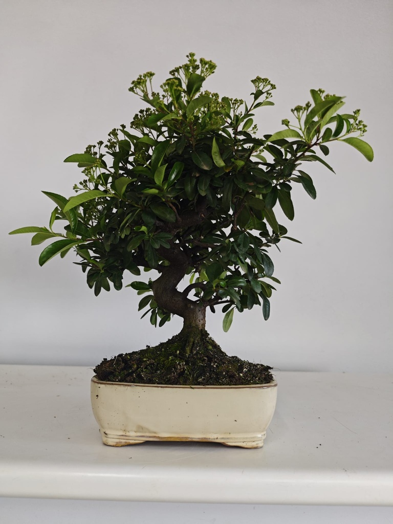 *PY 16. Pyracantha 100 euros con envio gratis peninsula.