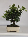 *PY 16. Pyracantha 100 euros con envio gratis peninsula.