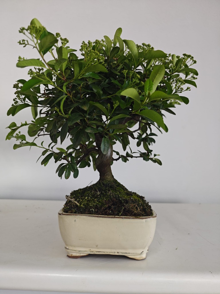 *PY 16. Pyracantha 100 euros con envio gratis peninsula.