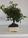 *PY 16. Pyracantha 100 euros con envio gratis peninsula.