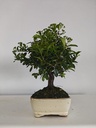 *PY 17. Pyracantha 100 euros con envio gratis peninsula.