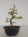 *Ca 5. Carpinus coreana 170 euros con envio gratis peninsula.