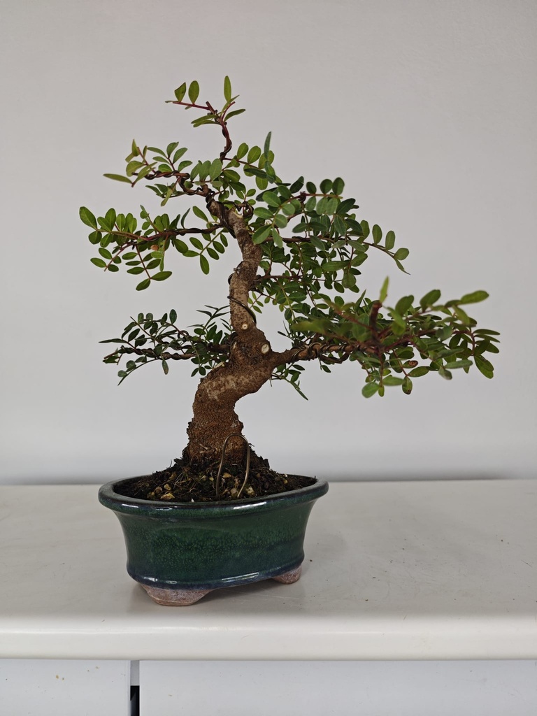 *N.º 3 Pistacia lentiscus 130 euros Passport -43-166196-050925 D-ES