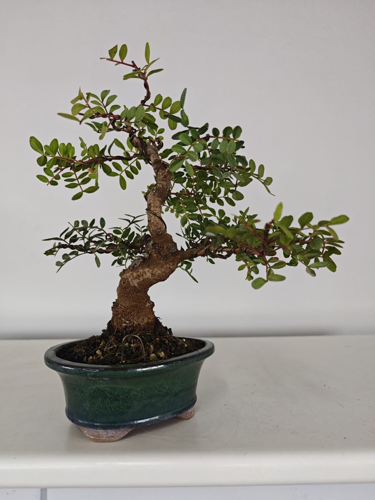 *N.º 3 Pistacia lentiscus 130 euros Passport -43-166196-050925 D-ES