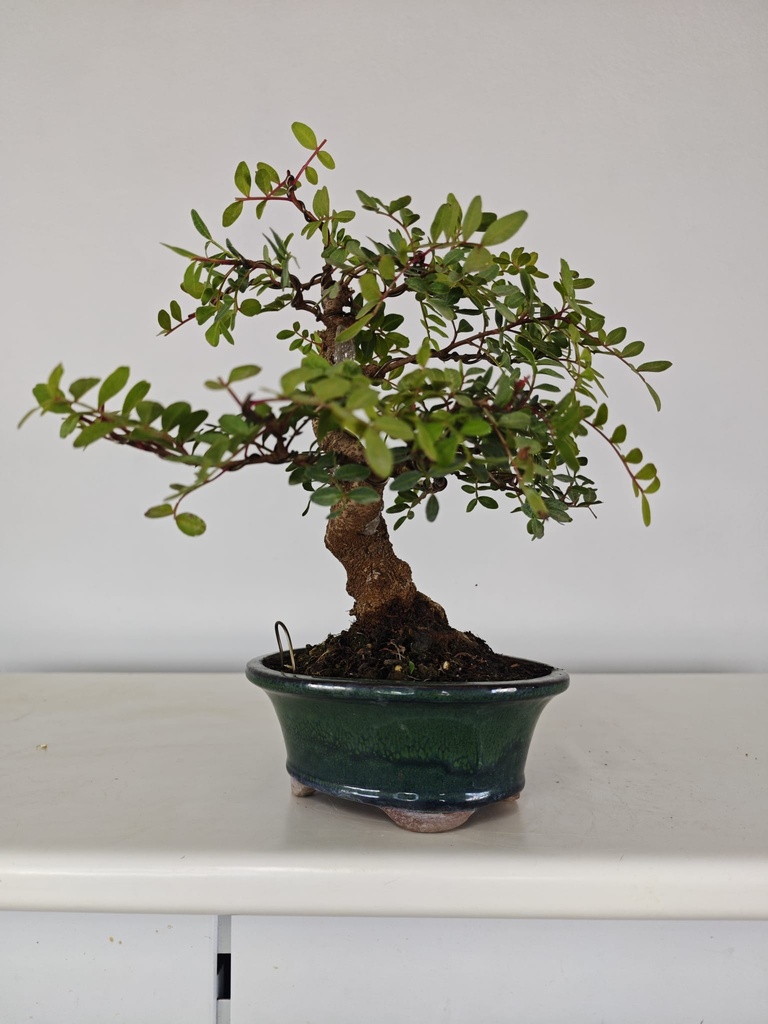 *N.º 3 Pistacia lentiscus 130 euros Passport -43-166196-050925 D-ES