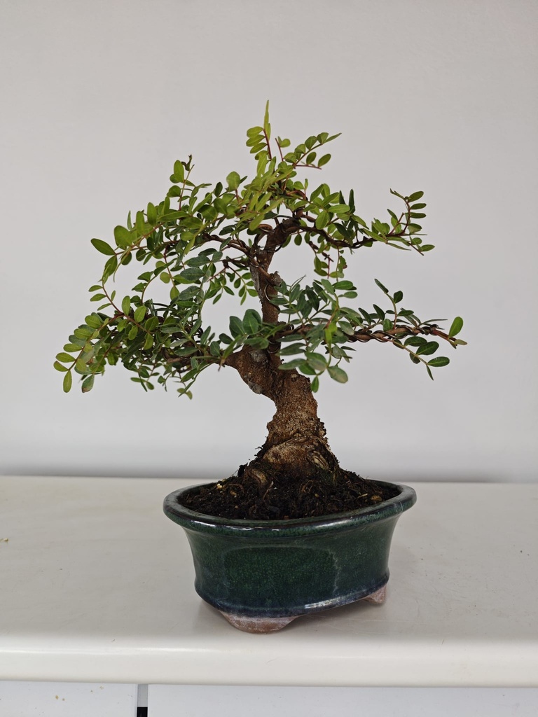 *N.º 3 Pistacia lentiscus 130 euros Passport -43-166196-050925 D-ES