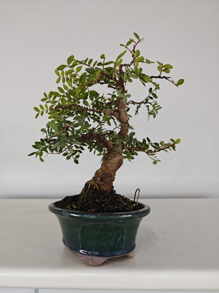 *N.º 3 Pistacia lentiscus 130 euros Passport -43-166196-050925 D-ES