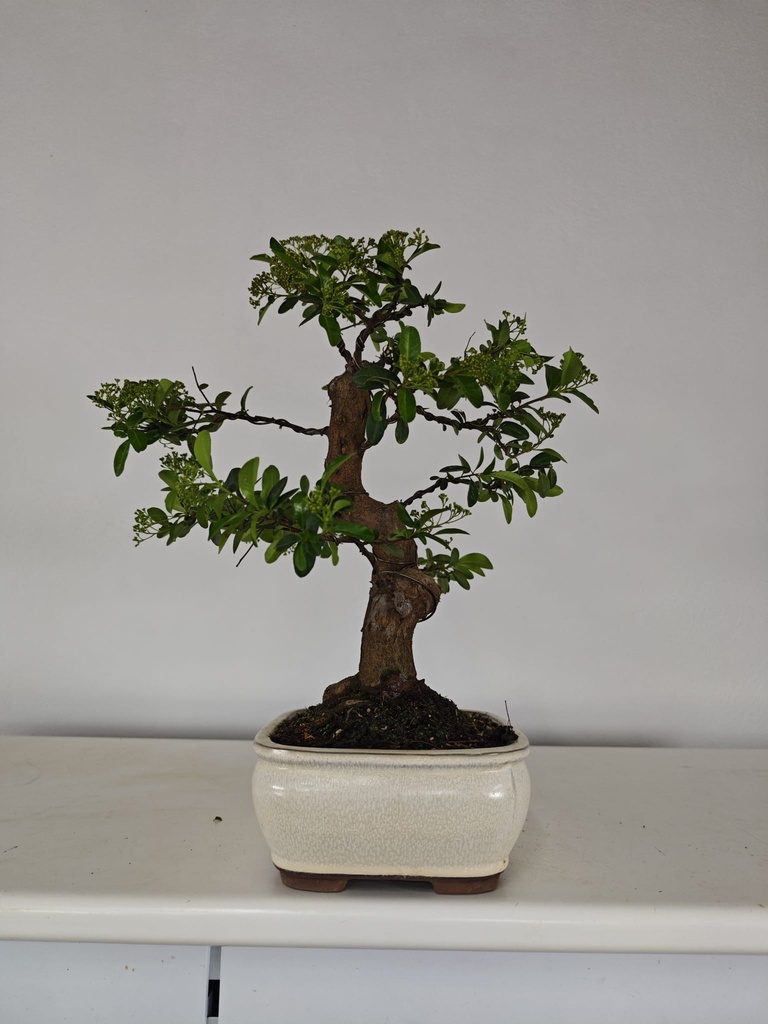 *PY 11. Pyracantha 250 euros con envio gratis peninsula.