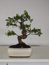 *PY 11. Pyracantha 250 euros con envio gratis peninsula.