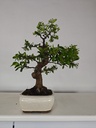 *PY 11. Pyracantha 250 euros con envio gratis peninsula.