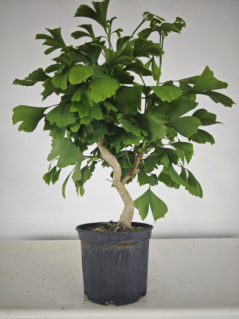 *GI 21 Ginkgo 70 euros con envio gratis peninsula.