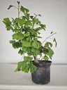 *GI 22 Ginkgo 70 euros con envio gratis peninsula.