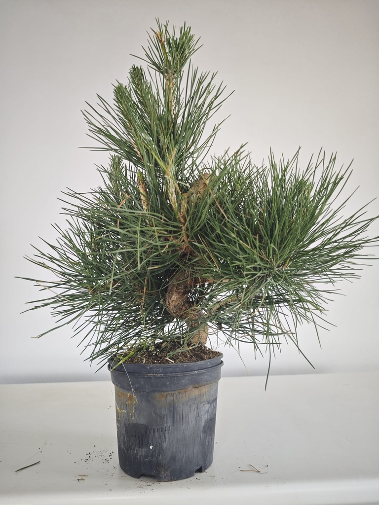 * P 12 Pinus thunbergii, 70 euros con envio gratis peninsula.