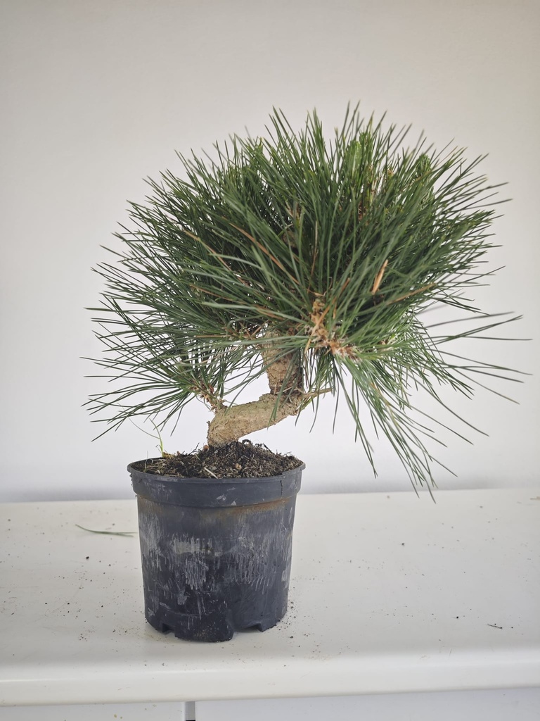* P 14 Pinus thunbergii, 70 euros con envio gratis peninsula.