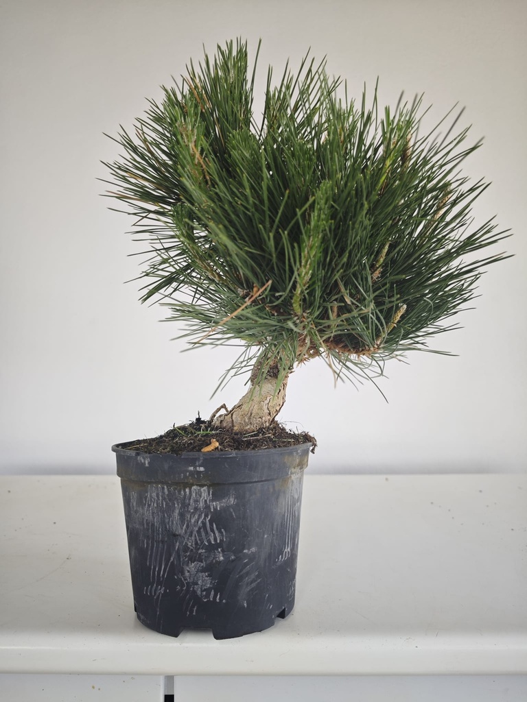* P 19 Pinus thunbergii, 70 euros con envio gratis peninsula.