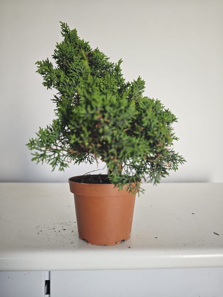 *J 14 Juniperus Chinensis Kishu, 55 euros con envio gratis peninsula.