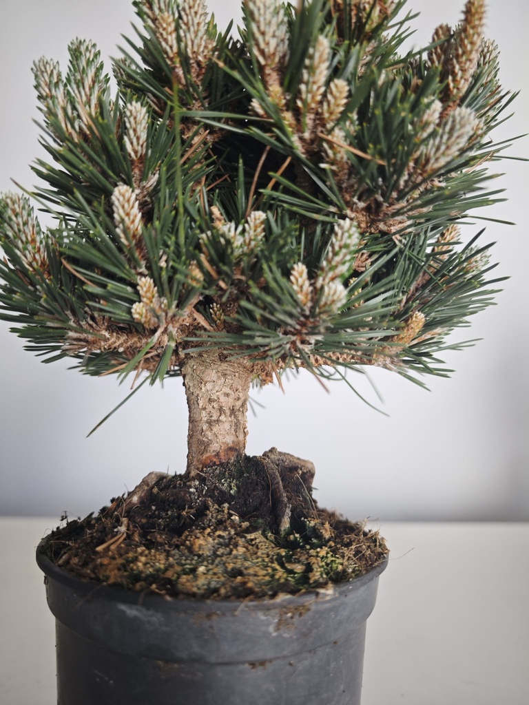 *P 26 Pinus thubergii seniyumaru 100 euros con envio gratis peninsula.