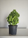 *Gi 27 Ginkgo 280 euros con envio gratis peninsula.
