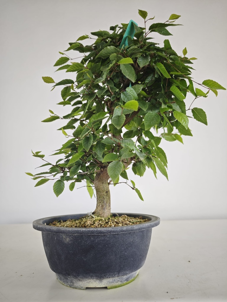*Ca 2. Carpinus coreana 120 euros con envio gratis peninsula.