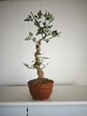 J 2. Jazmin grandiflorum 380 euors con envio gratis peninsula.