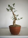 J 2. Jazmin grandiflorum 380 euors con envio gratis peninsula.