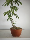 H 10. Ficus carica 150 euros con envio gratis peninsula.